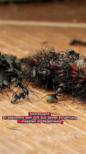 Dieses Tier ist so giftig, dass ein einziger Tropfen dich töten kann… 😱