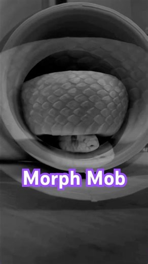 MorphMob lets go#movement #morphsandmilestones #subscribe