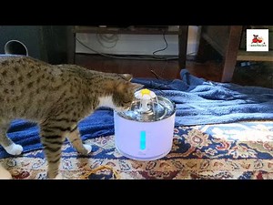 Wonder Creature Cat Water Fountain Review and Buying Guide