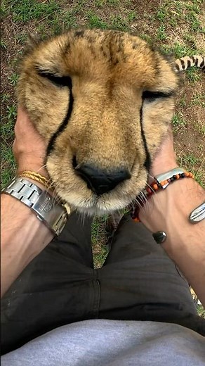 Petting a Cheetah 🐆