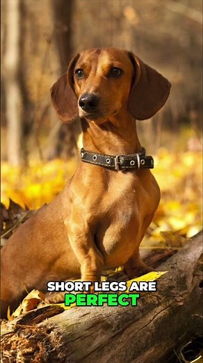 Dachshunds: Underground Warriors and Badger Hunting #shorts