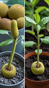 From Cutting to Tree: Jackfruit Magic! 🍀😯 #jackfruittree #PlantFromBud #NatureMagic #treelovers #gardeningtips | Morgan Venn
