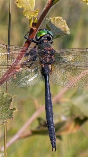 404K views · 12K reactions | The Dragonfly Nature’s Original...