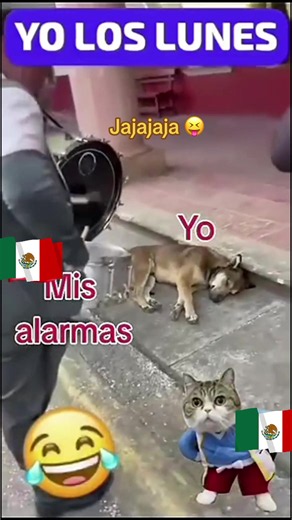 #salu2✌❤💕🌺bendiciones🌹❤️🙌🏻🙏 #🤣😅🤣😘🙈 #jajaja🇲🇽🌙♉️🐓🥀🍺 | Funny TikTok Videos To Laugh