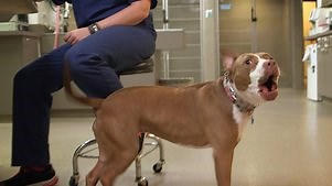 Cesar 911: Season 2 Episode 3 Caged and Confused