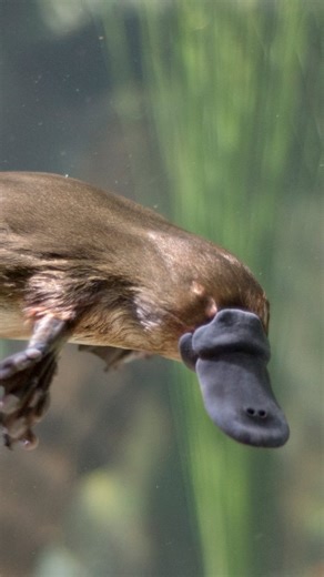 Bad day to be a yabby 🦞 With no teeth, Platypus rely on powerful grinding plates in their mouths to break down crustaceans like this yabby, a freshwater crustacean found in rivers across Australia. Come and see Platypus Tilly at nguwing nura - Nocturnal Country 📹 Keeper Sam #Platypus #AustralianNative #TarongaZoo #Sydney #Australia | Taronga Zoo Sydney