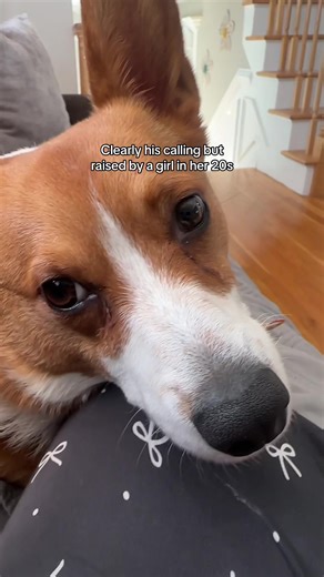 Corgi Hunting Skills Revealed