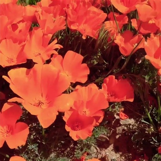 The California Superbloom 2021. Poppy Flowers ‘ California’s National Flower.