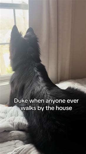 Well hello there. Hello you. #joegoldberg #you #dog #stalk