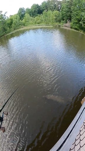 seeing how fast this snapping turtle could move #fishing #commonsnappingturtle
