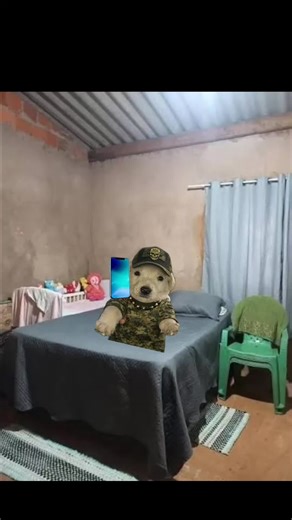 Historias de Perros: Parte 2 con Momentos Divertidos