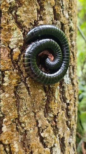 Milipede in the forest, aka thousand legs. In #KWAZULU-NATAL, aka Shongololo