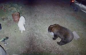 VIDEO: Great Pyrenees Faces Off With Bear Eating Her Dog Food