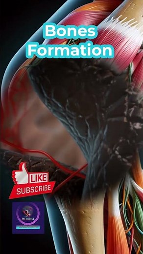 Bones Formation in Human Body #short