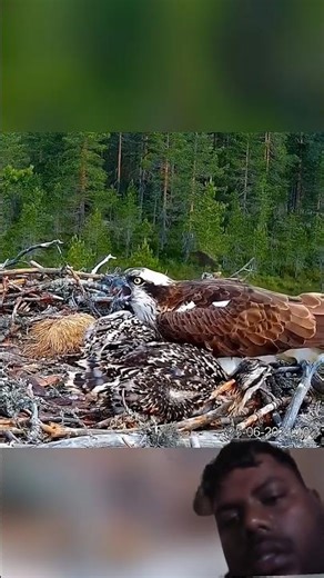Crow attacks eagle's babies