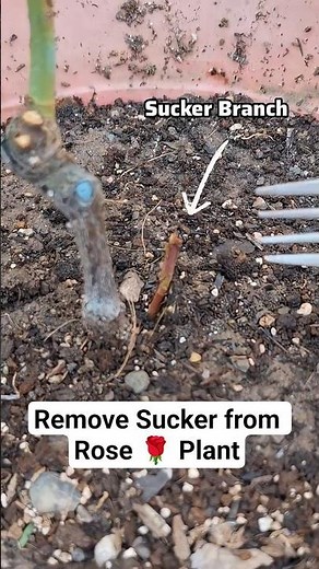 Remove Sucker Branch from Rose 🌹 plant for Better growth ✨️ #tipsandtricks