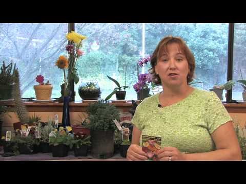 Flower Gardening Tips : How to Grow Oriental Poppy (Papaver Orientale)