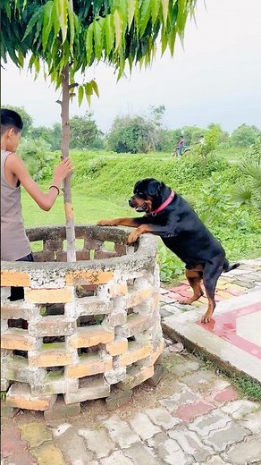 Rottweiler Max Attacks Child 😱🐶 #Rottweiler #DogAttack #ShockingMoment #StaySafe # viral video