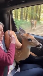 119K views · 158 reactions |  When a deer takes “hitched a ride” literally! A panicked animal crashes through a car window, leaving the driver in total shock. Nature always keeps us on our toes… 歷  Full story in the comments! | Park Shin Hye International Fanclub | Facebook