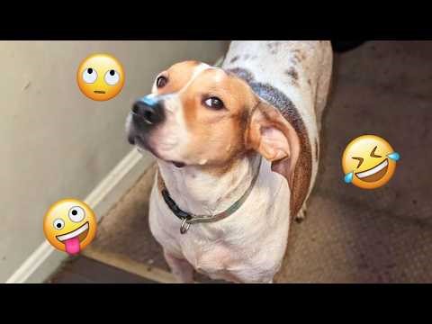 You’ve NEVER Seen DOGS Like This Before 😂 🤣 FUNNIEST DOGS Video 2026 #97