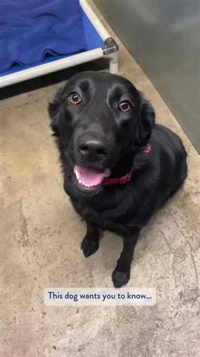 There are still pets waiting to find their loving home. 💙 In partnership with thousands of local shelters and rescues, we’ve helped more than 11 million pets find families, and we’re not done yet. If you’re ready to meet your next best friend, there are so many ways to do it. Visit a local shelter, connect with a rescue, or stop by your local @PetSmart store to meet adoptable pets in person. 🐾 📸: @almosthomefoundation.org