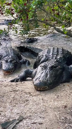 Alligator Paradise‼️‼️‼️#gatorland #alligator | Gatorland Orlando