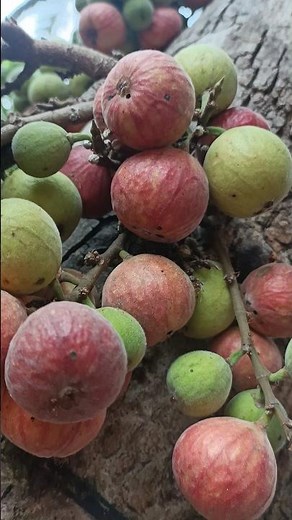 Anjeer Fruit | Hatti Hannu | Anjeer Tree|Health fruits Anjeer|Karnataka INDIA 🇮🇳