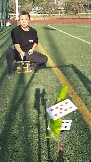 Flying Card Magic Skills That Will Blow Your Mind! 😱