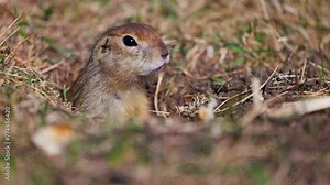Funny gopher looks out of the hole, little ground squirrel or little suslik, Spermophilus pygmaeus is a species of rodent in the family Sciuridae. Suslik in wildlife. Slow motion video