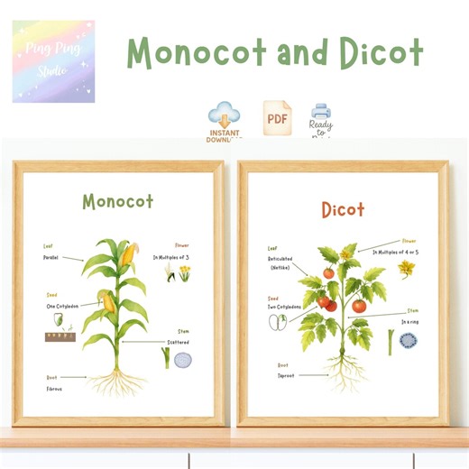 Monocot Dicot Poster Set: Watercolor Plant Classification (instant Download) - Etsy
