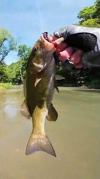 Bank Fishing for Creek Smallmouth