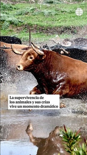 Las ganaderías de bravo en Andalucía, anegadas por las borrascas