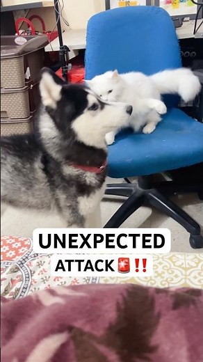 Panda vs Coco Fight Back🚨 #shorts #dog #husky #trendingsong