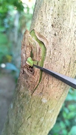 Bud grafting technique #sorts #grafting #plants