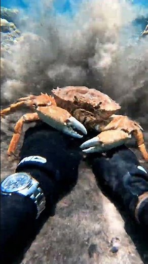 Giant Crab Encounter Underwater! 🦀🌊