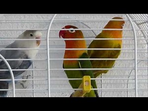 World's best singing agapornis - Los mejores agapornis inseparables del mundo cantando