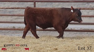 Lot 37: Klompien Red Angus - 14th Annual Red Angus Bull Sale