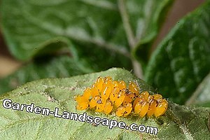 Other: Recognize And Combat Potato Beetles - My Beautiful Garden | 2025
