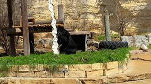 4.8K views · 212 reactions | Fun with firehose enrichment! Hiding snacks in enrichment items and around habitats allows animals to work for their food through natural behaviors such as foraging, just like Curt is doing here! | San Antonio Zoo | Facebook