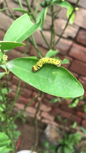 Day 5 butterfly life cycle #DayFive #LifeCycle #Caterpillar #Chrysalis #ScienceForKids