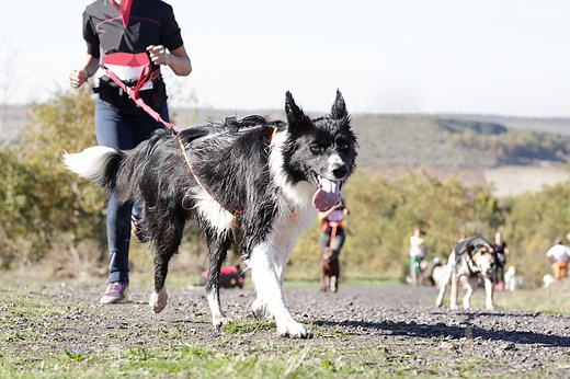 The 24 best dog breeds for runners – and how to run safely with your four-legged friend