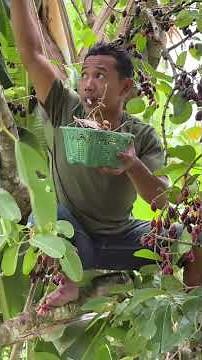 A wild fruit that's losing popularity and starting to go extinct. Who misses this fruit?