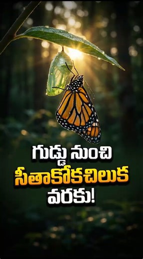 🥚 గుడ్డు నుంచి సీతాకోకచిలుక 🦋 | Butterfly Life Cycle Explained | #Shorts