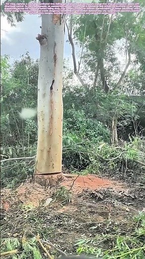 Felling the Giant: The Close Call in Timber Harvesting