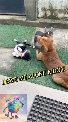 FUNNY BEAGLE AND HUSKY