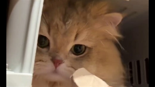 66吃完零食就自己跳进航空箱要出去花园玩哈哈哈，好聪明的漂亮猫猫，今天中午还有彩蛋是DF在66房间外喂小猫时被窗外的66抓到好一顿埋怨哈哈哈