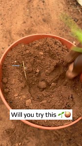 115K views · 1K reactions | Don't throw away those sprouting onions 暈 Plant them in a container filled with dirt and watch them grow into fresh, Organic spring onions in weeks time‍ Start your kitchen garden now and reduce food waste to save your wallet ❤️六‍華 #beinspired #growyourown #springonion #vegetables #diy #reelsfypシ #reelschallenge #fblifestyle | Fusheini Adams | Facebook