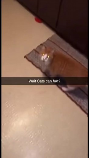 Hilarious Cat Farting Meme Compilation