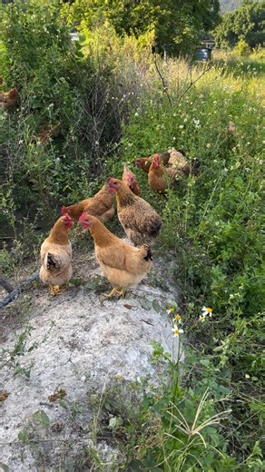 How to Correct Stunted Growth Naturally In Broiler #healthychicken #broilerchickens #agriculture #naturalfarming #poultryfarming #poultry #farming | Poultry Tips