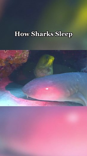 Understanding Shark Sleeping Habits in Marine Environments